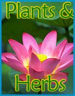 Plants provide food for the body, mind and spirit as well as medicines and flowers - the universal language of celebration. We have a special place in our hearts for the weeds of the world discover why here..
