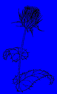Milk Thistle Silybum Marianum aka  Marian Thistle or Wild Artichoke