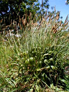 Ribwort in full flower