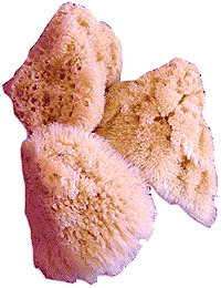 Natural Sea Sponges
