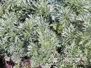 Wormwood - Artemsisia Annua