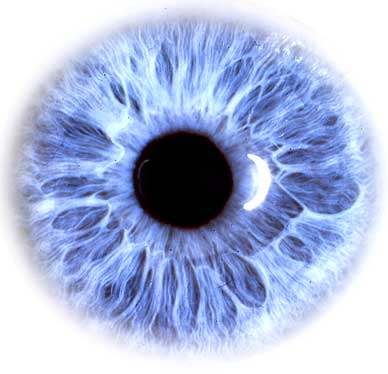 a human iris - the blueprint for a human life
