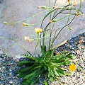 a close relative of Dandelion with similar properties