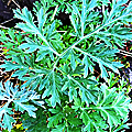 Wormwood is a bitter herb containing natural ivermectin and many other phytochemicals which imbue it with a range of beneficial medicinal properties.