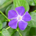 Periwinkle is a creeping herb containing natural Vincamine and many other phytochemicals which imbue it with a range of beneficial medicinal properties.