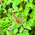 Holy Basil or Tulsi is valuable for reducing stress, enhancing mental focus, strengthening immune function, fighting infections, protecting heart tissue, effective against bacteria, fungi, and some viruses, treating coughs, asthma, and bronchitis, stabilizes glucose, supports insulin function, detoxifying, prevents liver damage, reduces inflammation, scavenges free radicals