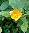  Widespread throughout Eastern Australia in waste areas beside roads and in rocky areas, Paddy&rsquo;s lucerne has been used by Aboriginals as a potent and fast-acting antidiarrhoeal and is an important part of our medicine chest.