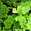 Easy to grow and source, Parsley provides abundant nutrition with substanial health and cancer-preventing properties