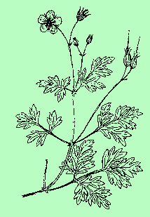 Geranium robertianum L GERANIACEAE Herb Robert, Red Robin