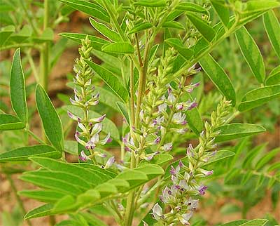 Glycyrrhiza Glabra Weight Loss