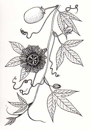  Passion flower illustration from Encyclopedia of Herbs and Herbalism