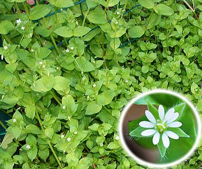 Chickweed