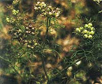 matured seed pods on  Coriandrum sativum L UMBELLIFERAE Coriander