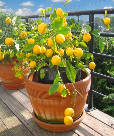 Lemon tree in a pot