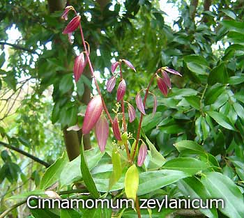 Cinnamomum zeylanicum - Ceylon cinnamon 