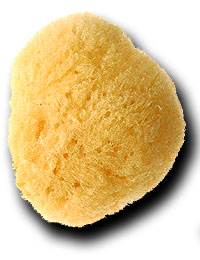 a natural sea sponge