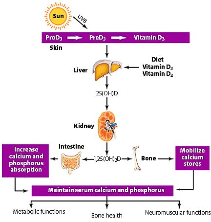 download how much sunlight for vitamin d